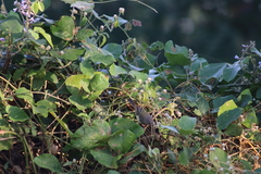 Vireo bellii