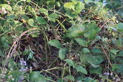Vireo bellii