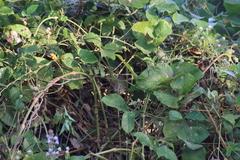 Vireo bellii