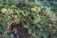Vireo bellii