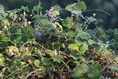 Vireo bellii