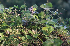 Vireo bellii
