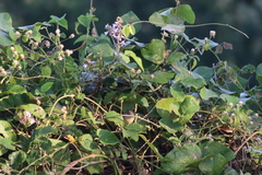 Vireo bellii