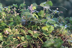 Vireo bellii