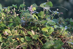 Vireo bellii
