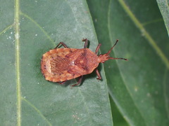 Hesus acuminatus