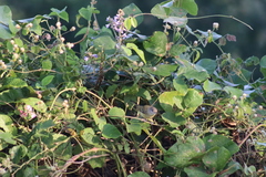 Vireo bellii