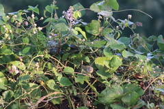 Vireo bellii