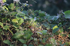 Vireo bellii