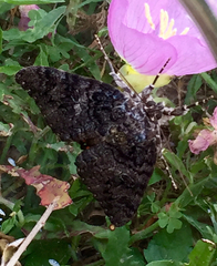Catocala umbrosa