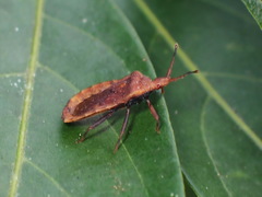 Hesus acuminatus