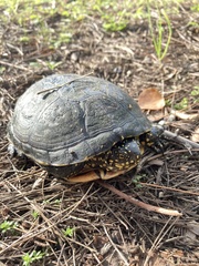 Emys orbicularis