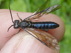 Tenthredo abdominalis