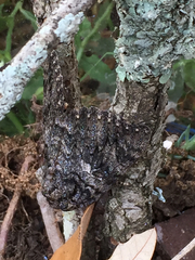 Catocala umbrosa