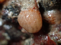 Morchellium argus