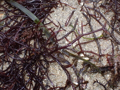 Chondracanthus acicularis