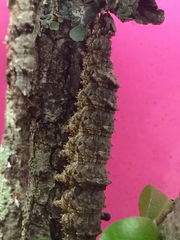Catocala umbrosa
