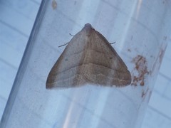 Petrophora chlorosata