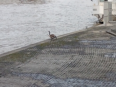 Branta canadensis
