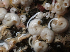 Spirorbis tridentatus