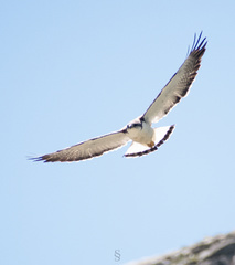 Geranoaetus polyosoma polyosoma