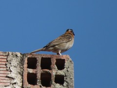 Zonotrichia capensis