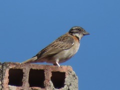 Zonotrichia capensis