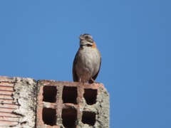 Zonotrichia capensis