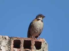Zonotrichia capensis