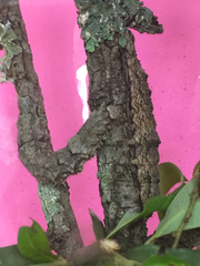 Catocala umbrosa