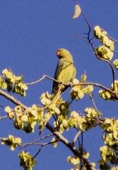 Psittacula krameri
