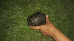 Trachemys venusta