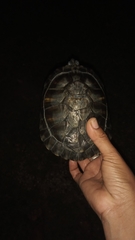 Trachemys venusta
