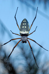 Trichonephila sumptuosa