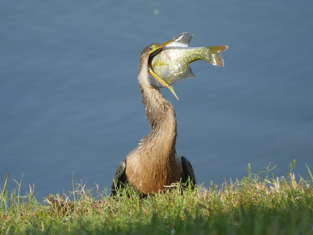 Darters (The Sibley Guide to Bird Life & Behavior) · iNaturalist