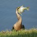 Anhinga - Photo (c) Flashberry, μερικά δικαιώματα διατηρούνται (CC BY-NC), uploaded by Flashberry