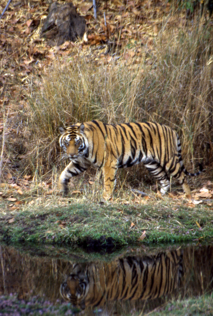 Tigre (Panthera tigris)