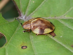 Cyrtonota