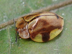 Cyrtonota