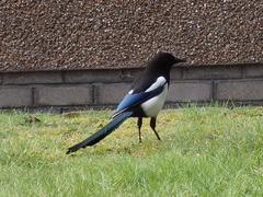 Pica pica