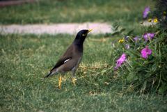 Acridotheres tristis