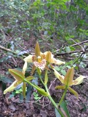 Rhynchostele maculata oestlundiana