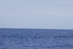 Stenella longirostris