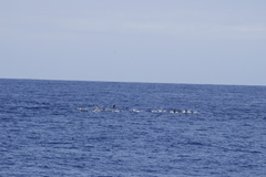 Stenella longirostris