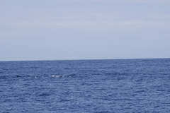 Stenella longirostris