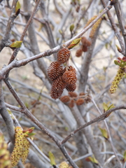 Alnus maximowiczii