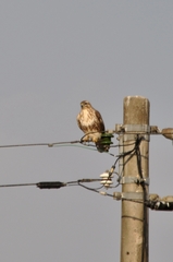 Buteo japonicus