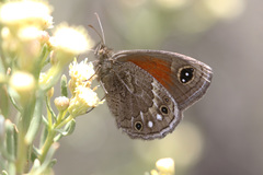 Cosmosatyrus leptoneuroides