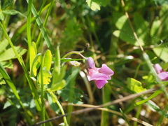 Lathyrus linifolius montanus