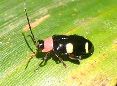Omophoita peruviana
